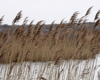 Nantucket